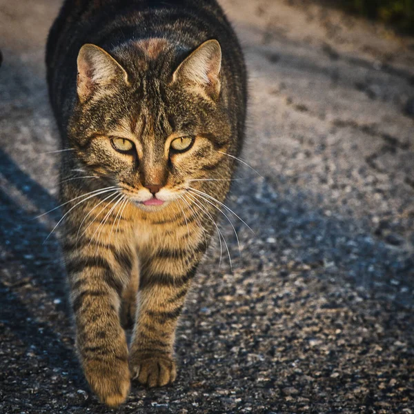 Selective Focus Shot Cat Walking — Fotografia de Stock