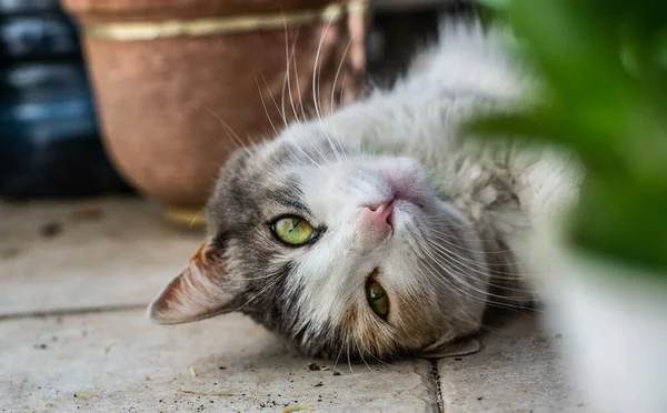 Primer Plano Del Lindo Gato Tirado Suelo — Foto de Stock