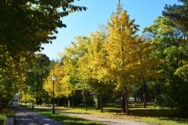 Zrenjanin Serbien Oktober 2021 Herbst Karadjordjev Park Zrenjanin Oktober 2021 — Stockfoto