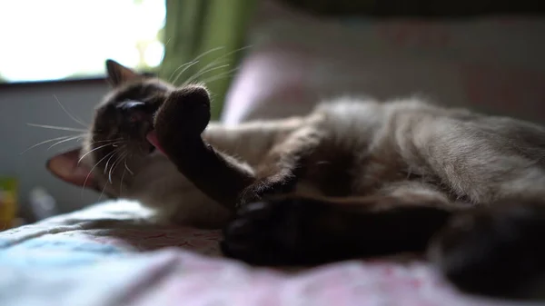 Macska Pózol Kamera Előtt Ideális Koncepció Háziállatok Állatok Otthoni Kényelem — Stock Fotó
