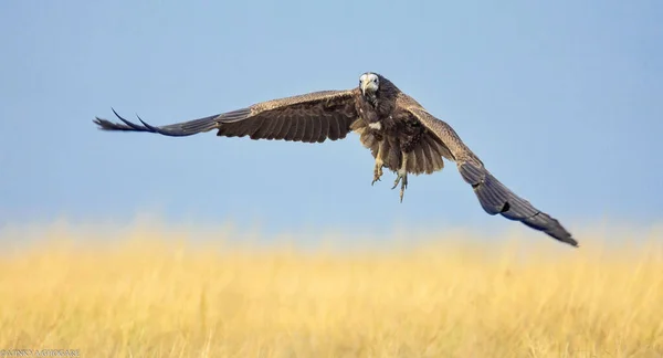 Closeup Steppe Eagle Flying Yellow Field Wildlife — Stock Photo, Image