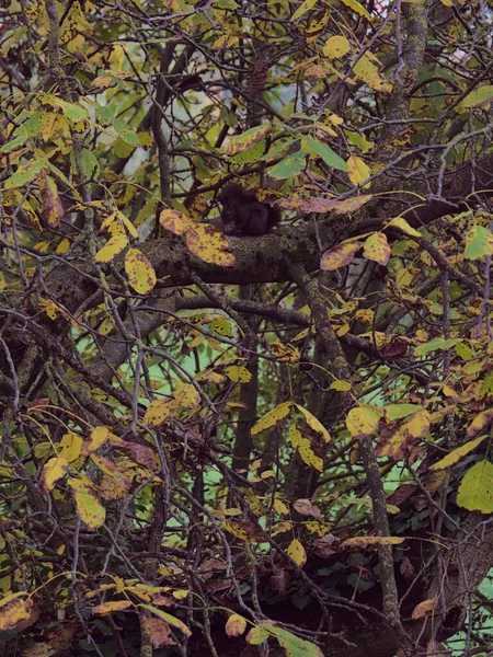 Bellissimo Albero Rami Nel Giardino — Foto Stock