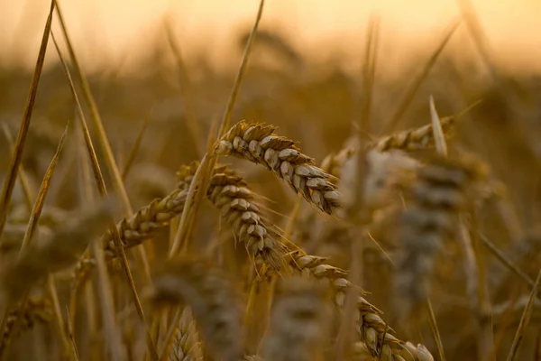 Rogge Met Bokeh Bij Zonsondergang — Stockfoto