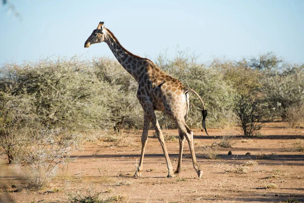 Giraffe Erindi Private Game Reserve Omaruru Namibia — Stok fotoğraf
