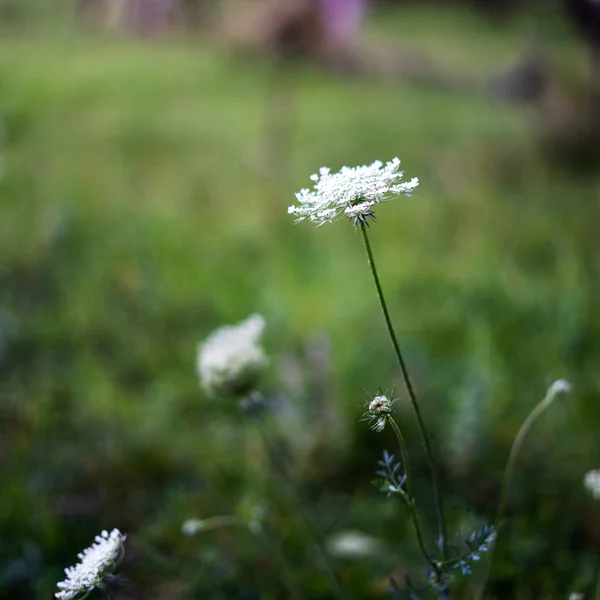 Een Selectieve Focus Shot Van Kleine Weide Bloemen — Stockfoto