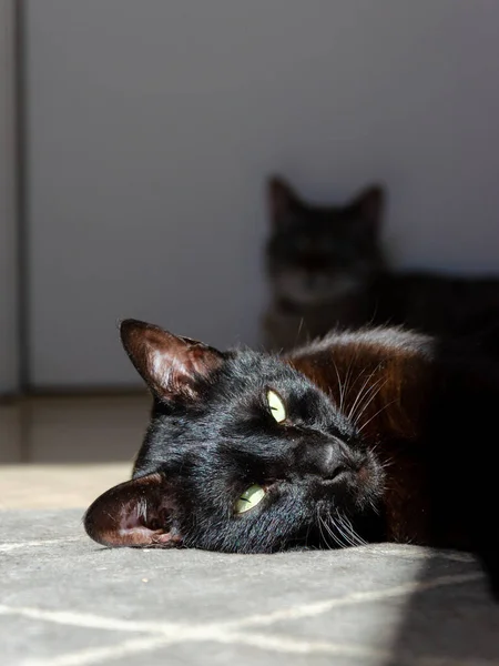 Gatto Nero Con Gli Occhi Verdi Sdraiato Sotto Luce Del — Foto Stock