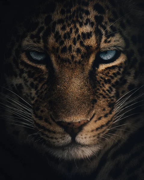 Vertical Closeup Shot Beautiful Leopard Face Bright Blue Eyes — Fotografia de Stock