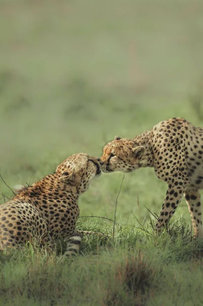 Vertical Shot Two Cheetahs Kissing Field — Stockfoto