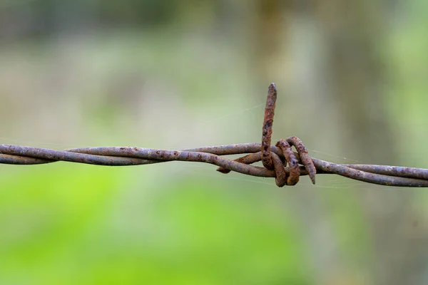 Detailní Záběr Ostnatého Drátu Rozmazaném Pozadí — Stock fotografie