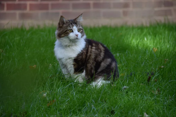 Gros Plan Chat Dans Jardin — Photo