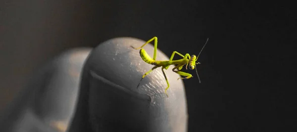 Closeup Praying Mantis Finger — Stock Photo, Image