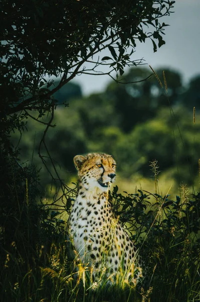 Vertical Shot Cheetah Park — Stockfoto