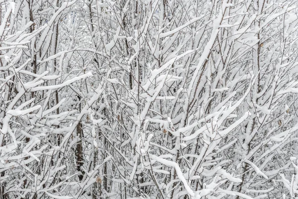Графічна Текстура Гілок Дерев Покрита Білим Пухнастим Снігом Зимовий Пейзаж — стокове фото