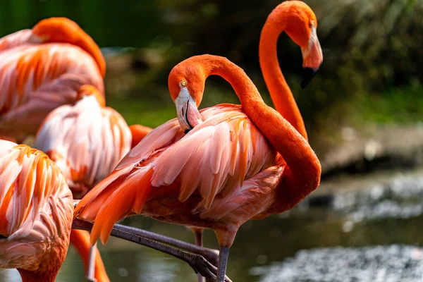 Closeup Beautiful Flamingo Grooming Itself — Stock Photo, Image