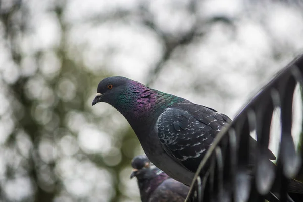 Closeup Gray Pigeon Perched Fence — Fotografia de Stock