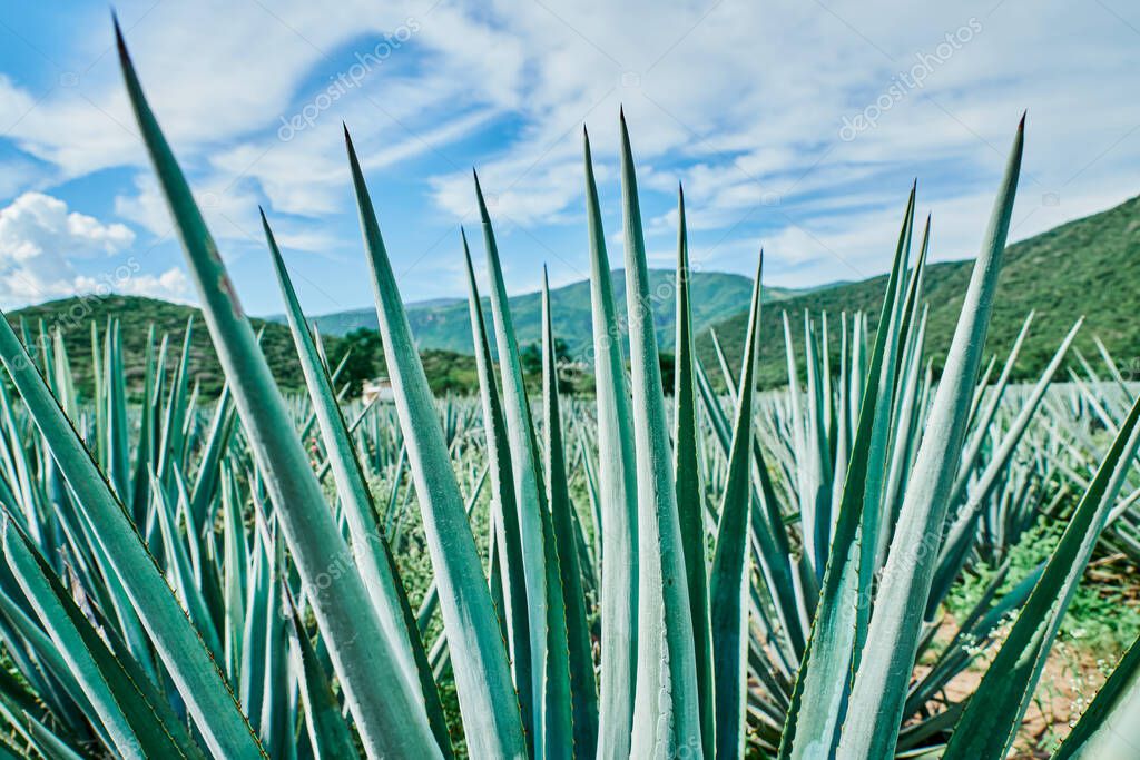 Plantación de agave azul en el campo para hacer tequila tequila