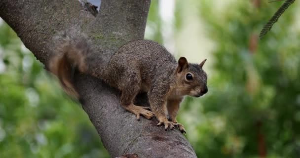 Écureuil Dans Forêt — Video