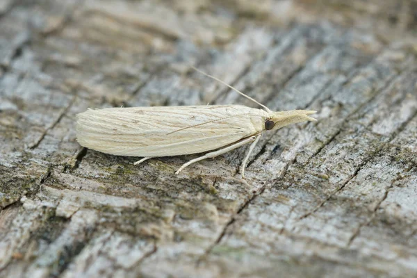 Primer Plano Una Polilla Blanca Ematheudes Punctella Sentado Pedazo Madera — Foto de Stock