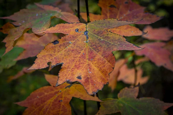 Detailní Záběr Podzimního Listí — Stock fotografie