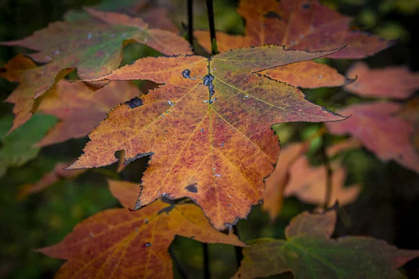 Primo Piano Foglie Autunno — Foto Stock