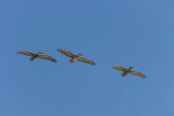 Piękne Ujęcie Trzech Brązowych Pelikanów Ruchu Czystym Niebie — Zdjęcie stockowe