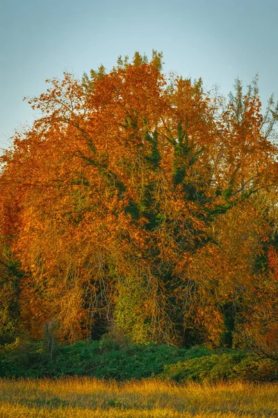 Plano Vertical Del Hermoso Árbol Con Follaje Brillante Paisaje Otoñal — Foto de Stock