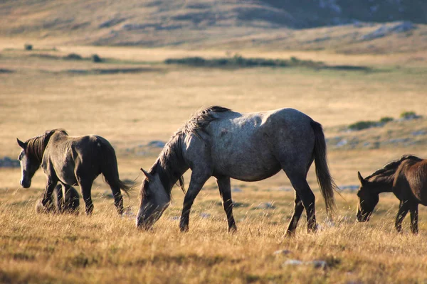Grupa Koni Wypasających Się Suchej Łące — Zdjęcie stockowe