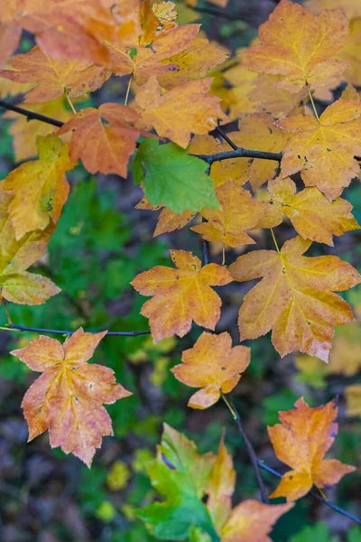 Primo Piano Foglie Autunno — Foto Stock