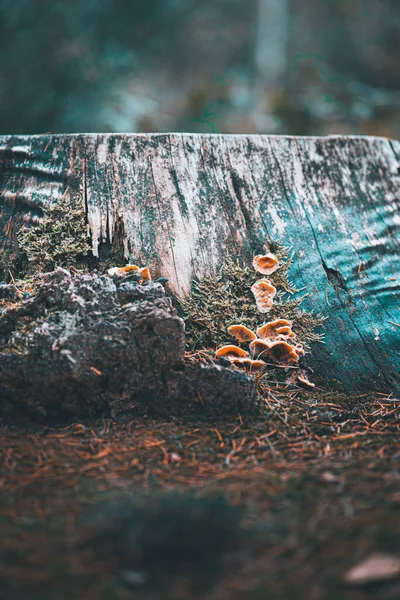 Een Selectieve Focus Shot Van Kleine Wilde Paddestoelen Een Stomp — Stockfoto