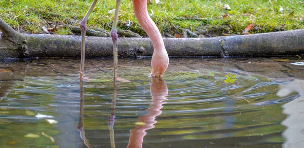 Close Flamingo Rosa Inclinando Sua Cabeça Água Potável — Fotografia de Stock