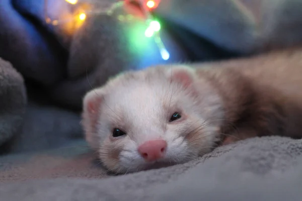Cute Sleeping Ferret Christmas Lights — стоковое фото