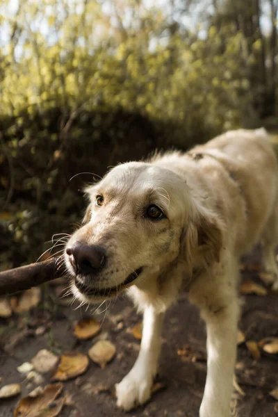 Beautiful Shot Golden Retriever Cute Dog Playing Forest — Stock Photo, Image