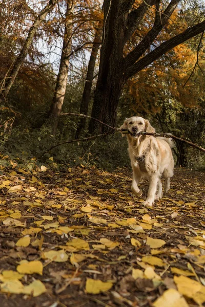 森の中で遊ぶ黄金のレトリバーかわいい犬の美しいショット — ストック写真