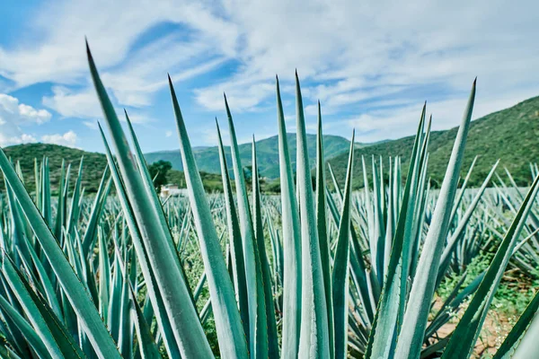 Blue Agave Plantation Field Make Tequila Tequila Tequila Industry Concept — стоковое фото