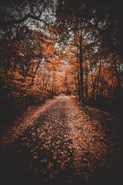 Egy Függőleges Felvétel Egy Ösvényről Ami Keresztülmegy Gyönyörű Őszi Parkon — Stock Fotó