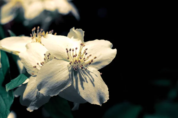 Όμορφα Λευκά Λουλούδια Γιασεμιού Κάτω Από Φως Του Ήλιου — Φωτογραφία Αρχείου