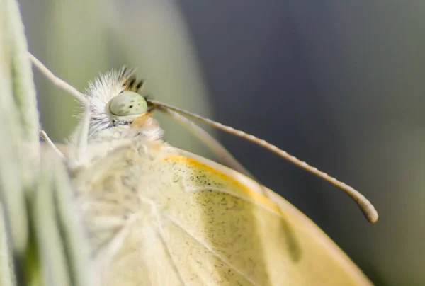 Μια Μακρο Φωτογραφία Μιας Πεταλούδας Μια Λευκή Επιφάνεια — Φωτογραφία Αρχείου