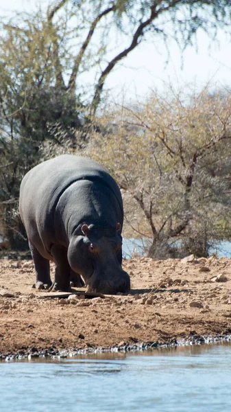 Vertical Shot Hippo Erindi Private Game Reserve Omaruru Namibia — стокове фото