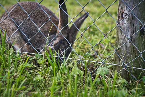 格子の柵の後ろにウサギ — ストック写真