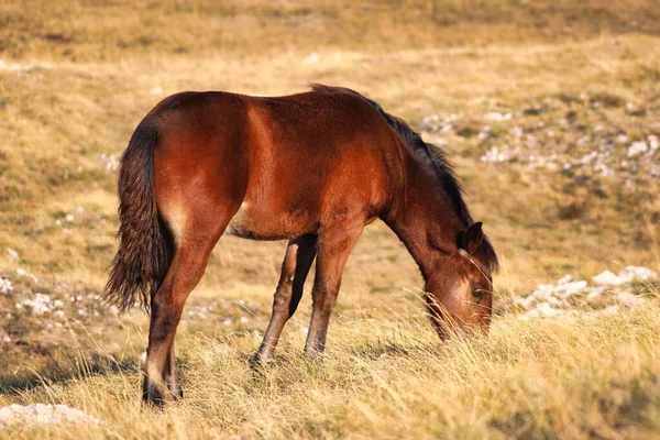 Brun Häst Betar Ett Torrt Fält — Stockfoto