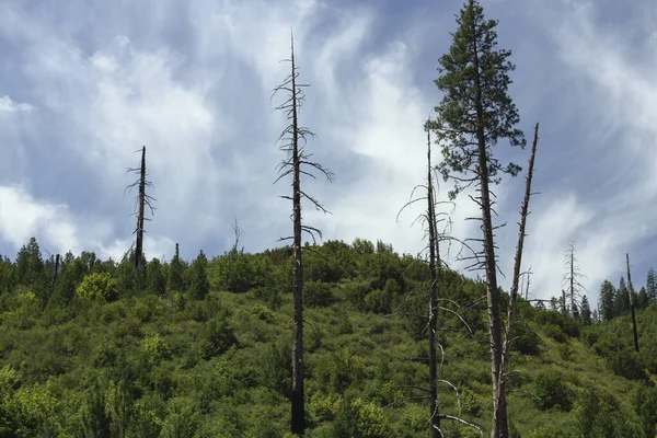 Mountain Forest Dense Green Coniferous Trees Cloudy Sky — Fotografia de Stock