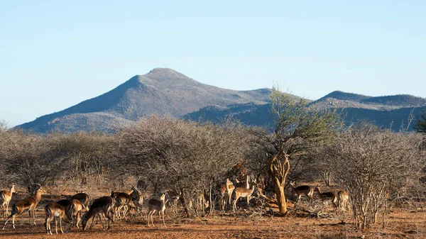 African Antelopes Erindi Private Game Reserve Omaruru Namibia — 스톡 사진