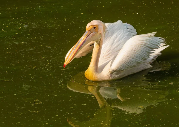 Pellicano Rosa Che Nuota Lago — Foto Stock