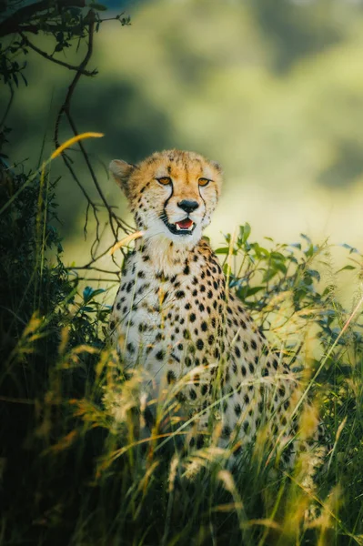 Vertikal Bild Vacker Gepard Ett Fält — Stockfoto