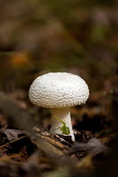 Een Selectieve Focus Shot Van Witte Paddenstoel Het Bos — Stockfoto