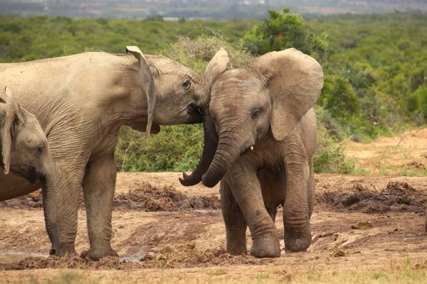 Expérience Éléphant Sauvage Safari Afrique Sud — Photo