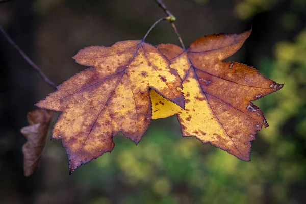 Close Folhas Outono — Fotografia de Stock
