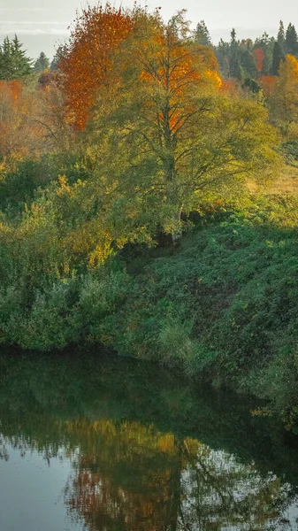Egy Függőleges Felvétel Gyönyörű Fák Fényes Lombozat Őszi Táj — Stock Fotó