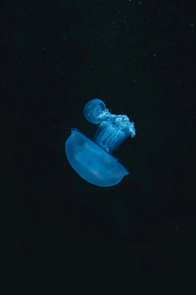 Zbliżenie Niebieskiej Meduzy Wodzie — Zdjęcie stockowe