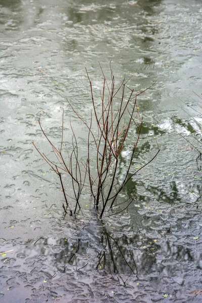 英国兰开夏郡一个冰冻池塘里长出来的一种植物的垂直图片 — 图库照片